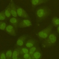 SIRT6 Mouse Monoclonal Antibody