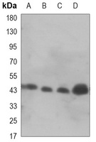 GSK3 beta Mouse Monoclonal Antibody