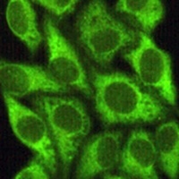 GSK3 beta Mouse Monoclonal Antibody