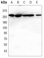 CHD3 Mouse Monoclonal Antibody