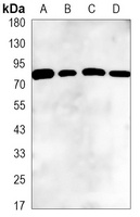 GRP78 Mouse Monoclonal Antibody