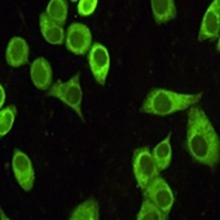 GRP78 Mouse Monoclonal Antibody