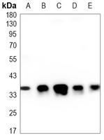 TFIIB Mouse Monoclonal Antibody