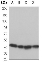 GSK3 beta Mouse Monoclonal Antibody