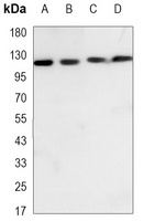 MCM2 Mouse Monoclonal Antibody
