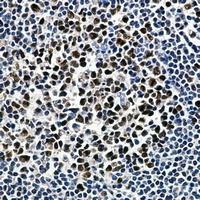 MCM2 Mouse Monoclonal Antibody