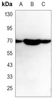 ALPP Mouse Monoclonal Antibody