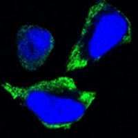 PAK2 Mouse Monoclonal Antibody