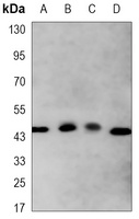 Apolipoprotein A4 Mouse Monoclonal Antibody