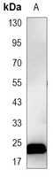 LIN28A Mouse Monoclonal Antibody