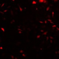 LIN28A Mouse Monoclonal Antibody