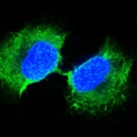 GSTP1 Antibody