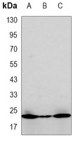 BID Mouse Monoclonal Antibody