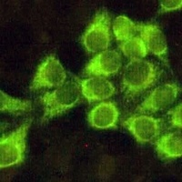 BID Mouse Monoclonal Antibody