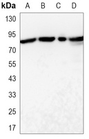MLH1 Mouse Monoclonal Antibody