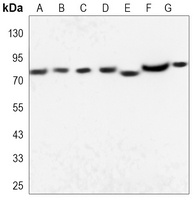 HSP90 alpha Antibody