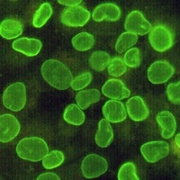 Lamin B1 Mouse Monoclonal Antibody