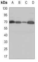 RBBP5 Mouse Monoclonal Antibody