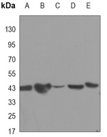 CREB Mouse Monoclonal Antibody