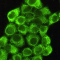EIF2S1 Mouse Monoclonal Antibody