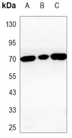 E2F1 Mouse Monoclonal Antibody