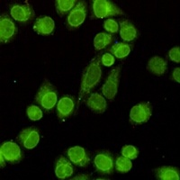 E2F1 Mouse Monoclonal Antibody