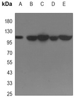 SIRT1 Mouse Monoclonal Antibody