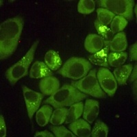DDX3X Mouse Monoclonal Antibody