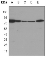 Ku80 Mouse Monoclonal Antibody