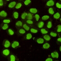 Ku80 Mouse Monoclonal Antibody