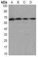 Ku70 Mouse Monoclonal Antibody