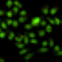 Ku70 Mouse Monoclonal Antibody