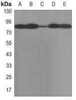 HSP90 beta Antibody