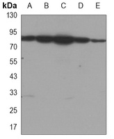 HSP90 alpha/beta Antibody