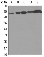 STAT1 Antibody