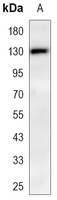 CD31 Mouse Monoclonal Antibody
