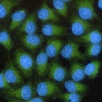 Focal Adhesion Kinase Mouse Monoclonal Antibody