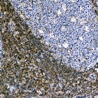 CD44 Mouse Monoclonal Antibody