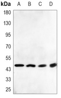 DR5 Antibody