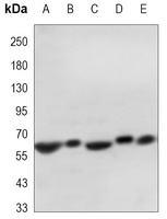 SMAD2 Mouse Monoclonal Antibody