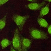 SMAD2 Mouse Monoclonal Antibody