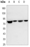 NRF1 Mouse Monoclonal Antibody
