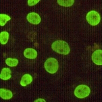 CDX2 Mouse Monoclonal Antibody