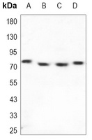 cIAP2 Mouse Monoclonal Antibody