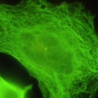 Beta-tubulin Mouse Monoclonal Antibody