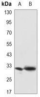 Syntenin Mouse Monoclonal Antibody