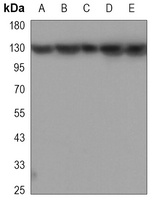 SAF-B1 Mouse Monoclonal Antibody