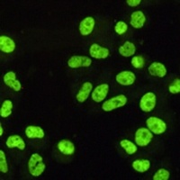 SAF-B1 Mouse Monoclonal Antibody