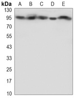 EEF2 Mouse Monoclonal Antibody