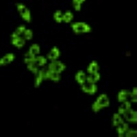 EEF2 Mouse Monoclonal Antibody